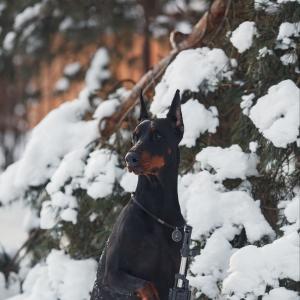 Кощей